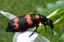 Người đàn ông tử vong sau khi ăn côn trùng lạ bắt trên nương ngô