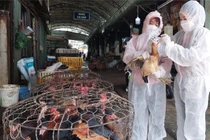 Việt Nam là một trong những "điểm nóng" về dịch bệnh lây truyền từ động vật sang người