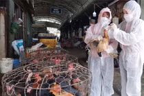 Việt Nam là một trong những "điểm nóng" về dịch bệnh lây truyền từ động vật sang người