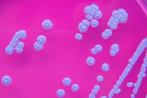 Bệnh Whitmore (vi khuẩn ăn thịt người) hiện chưa có vắc xin và dễ tử vong nếu không được điều trị kịp thời