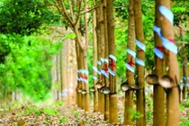 HAGL Agrico bán An Đông Mia cho Thaco (Nguồn: Internet)