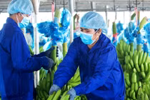 Ảnh minh họa (Nguồn: HAG)