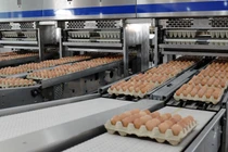 Dây chuyền đóng gói trứng gà tự động của Hòa Phát (Nguồn: HPG)