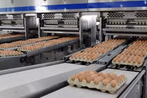 Dây chuyền đóng gói trứng gà tự động của Hòa Phát (Nguồn: HPG)