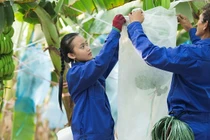 HAGL Agrico muốn tăng vốn điều lệ