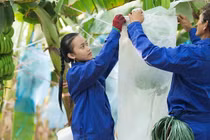 HAGL Agrico muốn tăng vốn điều lệ