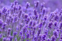 VN-Index bật tăng 35 điểm, mạnh nhất kể từ đầu năm