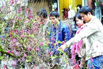 Tấp nập chợ hoa Tết tại phố Hàng Lược. Ảnh minh hoạ: TTXVN.