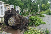 Siêu bão hạ gục hàng loạt cây xanh, lộ cách trồng cây gây nhiều tranh cãi