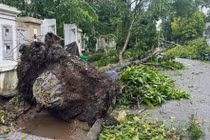 Siêu bão hạ gục hàng loạt cây xanh, lộ cách trồng cây gây nhiều tranh cãi