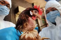 Cúm gia cầm có nguy cơ lây lan trong thời gian tới (Ảnh: TTXVN)