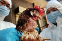 Cúm gia cầm có nguy cơ lây lan trong thời gian tới (Ảnh: TTXVN)