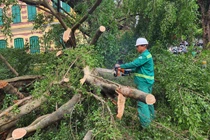 Cần câu trả lời thỏa đáng về việc cây xanh bật gốc còn nguyên bầu bọc rễ bằng bao tải