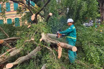 Cần câu trả lời thỏa đáng về việc cây xanh bật gốc còn nguyên bầu bọc rễ bằng bao tải