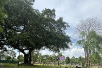 Một dự án cây xanh ở TP. Buôn Ma Thuột. Ảnh: Hải Dương