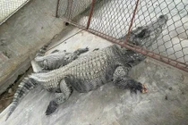 Bắt được 2 con cá sấu nặng hơn 100 kg sổng chuồng ở Yên Bái