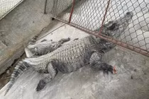 Bắt được 2 con cá sấu nặng hơn 100 kg sổng chuồng ở Yên Bái