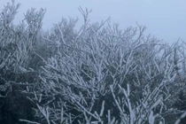 Miền Bắc rét đậm, vùng núi cao có nơi chỉ hơn 3 độ C