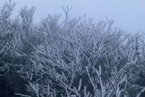 Miền Bắc rét đậm, vùng núi cao có nơi chỉ hơn 3 độ C