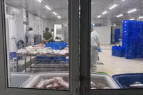 Thu giữ 65 tấn thịt trâu giả bò Wagyu