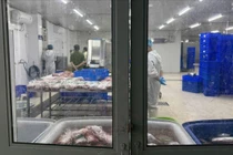 Thu giữ 65 tấn thịt trâu giả bò Wagyu