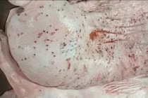 Vụ Công ty C.P. bị tố bán thịt heo bệnh ra thị trường: Bộ Công an điều tra động cơ phát tán hình ảnh