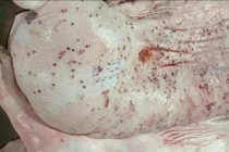 Vụ Công ty C.P. bị tố bán thịt heo bệnh ra thị trường: Bộ Công an điều tra động cơ phát tán hình ảnh