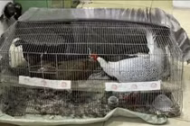 Kháng nghị bản án 6 năm tù, người đàn ông nuôi gà lôi được tại ngoại 