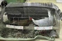 Kháng nghị bản án 6 năm tù, người đàn ông nuôi gà lôi được tại ngoại 