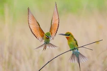 Khoảng khắc ghép đôi của loài trảu xanh miền Trung