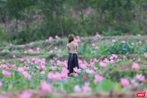 Giới trẻ ghi lại những khoảnh khắc bên cánh đồng sen lớn Trà Lý (Quảng Nam)