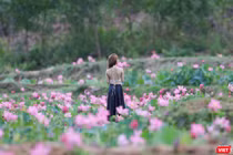 Giới trẻ ghi lại những khoảnh khắc bên cánh đồng sen lớn Trà Lý (Quảng Nam)