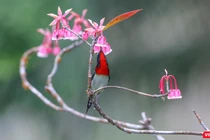 Hoa đào chuông trên đỉnh Bà Nà khoe sắc xuân