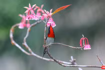 Hoa đào chuông trên đỉnh Bà Nà khoe sắc xuân