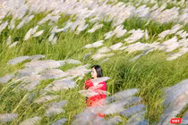 Cỏ tranh nở trắng trời thu hút giới trẻ Đà Nẵng (Ảnh Hồ Xuân Mai)