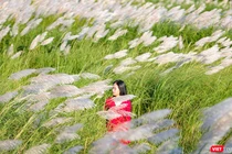 Cỏ tranh nở trắng trời thu hút giới trẻ Đà Nẵng (Ảnh Hồ Xuân Mai)