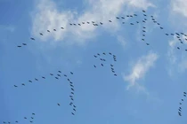 Mỹ sử dụng chim trời làm vũ khí chống Nga