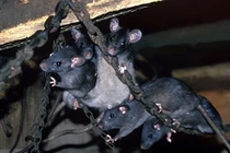 Chuột trên tàu sân bay trở thành vấn nạn khiến hải quân các nước có trang bị này đau đầu. Ảnh: Toutiao.