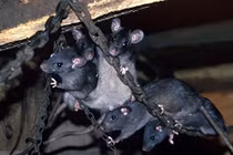 Chuột trên tàu sân bay trở thành vấn nạn khiến hải quân các nước có trang bị này đau đầu. Ảnh: Toutiao.