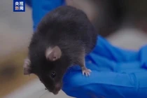 Một trong 4 "phi hành gia" chuột sẽ bay vào vũ trụ đêm 31/10. Ảnh: CCTV.