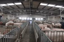 Dịch Liên cầu khuẩn ở lợn đang có ở 4 tỉnh Đông Bắc Thái Lan (Ảnh: Singtao)