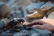 Gián trinh sát với balo điện tử trên lưng. Ảnh: Wforum.