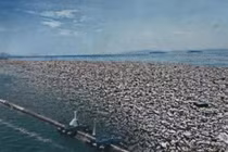 Một trong ba bức ảnh được ông Trump đăng tải được xác định là ảnh đã qua chỉnh sửa. Ảnh: NetEase.