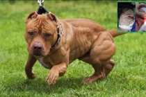 Một con chó Pitbull tấn công em bé 4 tuổi và mẹ, khiến các nạn nhân bị thương nặng, cấp cứu tới Bệnh viện Đa khoa Trung ương Thái Nguyên (Ảnh: BVCC + Internet)