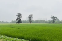 Luật đất đai 2024 quy định 4 trường hợp đất lấn, chiếm sẽ được xem xét cấp sổ đỏ. 