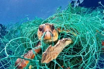 Một con rùa biển mắc kẹt trong một chiếc lưới nhựa bị vứt bỏ dưới đáy biển. Ảnh: National Geographic