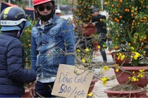 Chợ hoa Tết Đà Nẵng bán đồng giá mai xuân 500 nghìn đồng/chậu vẫn ế khách.