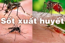 TP.HCM là địa bàn diễn biếng "nóng" của dịch bệnh Sốt xuất huyết (Ảnh: SYT) 