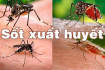 TP.HCM là địa bàn diễn biếng "nóng" của dịch bệnh Sốt xuất huyết (Ảnh: SYT) 