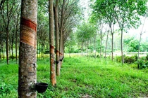 Cây cao su có thực sự hấp thụ O2 và thải ra CO2 như lời nữ đại biểu quốc hội?